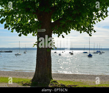 Bin Seepromenade mit Baum, Herrsching, Ammersee, See Ammersee, Fuenfseenland, Upper Bavaria, Bavaria, Germany Stockfoto