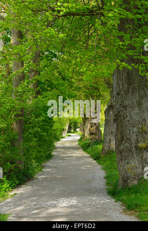 Uferweg mit Bäumen, Stegen am Ammersee, See Ammersee, Fuenfseenland, Upper Bavaria, Bayern, Deutschland Stockfoto