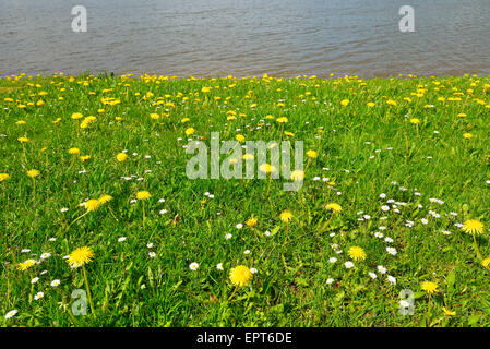 Blühende Wiese am See im Frühling, Bad Bayersoin, Bayersoiner See, Oberbayern, Bayern, Deutschland Stockfoto
