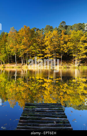 See mit farbigen Herbst Bäume und Holzsteg, Stuedenbach, Eppenbrunn, Pfaelzerwald, Rheinland-Pfalz, Deutschland Stockfoto