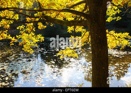 Herbst farbige Eiche mit Sonnenlicht, Stuedenbach, Eppenbrunn, Pfaelzerwald, Rheinland-Pfalz, Deutschland Stockfoto