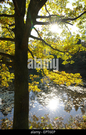 Herbst farbige Eiche mit Sonne, Stuedenbach, Eppenbrunn, Pfaelzerwald, Rheinland-Pfalz, Deutschland Stockfoto