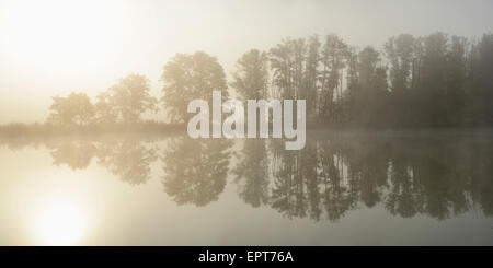 Gemeinsamen Erlen (Alnus Glutinosa) Bäume am See in frühen Morgenstunden im Herbst, Bayern, Deutschland Stockfoto