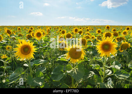 Sonnenblumenfeld in Sommer, Helmstadt, Franken, Bayern, Deutschland Stockfoto