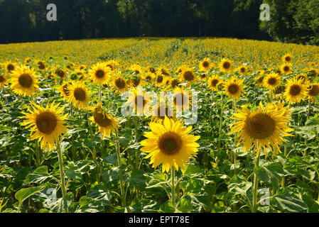 Sonnenblumenfeld in Sommer, Helmstadt, Franken, Bayern, Deutschland Stockfoto