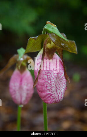 Ein paar Pink Lady's Slipper oder Mokassin Blumen blühen in den Wald. Stockfoto
