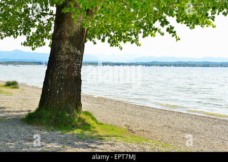 Seepromenade mit Baum, Ambach, Starnberger See, Oberbayern, Bayern, Deutschland Stockfoto