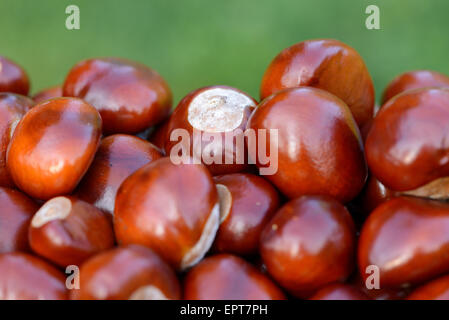 Nahaufnahme der Rosskastanien (Aesculus Hippocastanum) im Sommer, Bayern, Deutschland Stockfoto