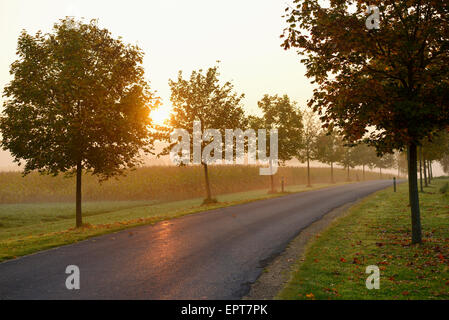 Malerische Aussicht auf Spitz-Ahorn (Acer Platanoides) Bäume entlang einer Straße bei Sonnenaufgang im Herbst, Oberpfalz, Bayern, Deutschland Stockfoto