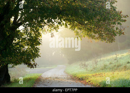 Malerische Aussicht von Ästen hängen über einen Weg an einem nebligen Morgen im Herbst, Oberpfalz, Bayern, Deutschland Stockfoto