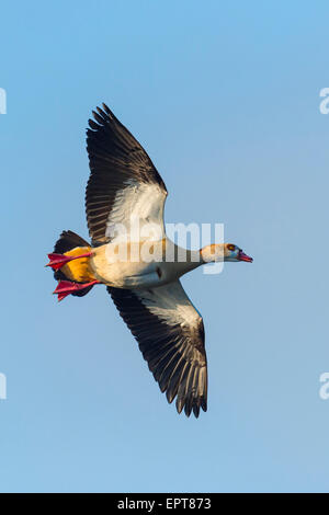 Nilgans (Alopochen Aegyptiacus), fliegen gegen blauen Himmel, Hessen, Deutschland, Europa Stockfoto