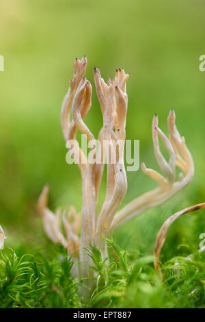 Nahaufnahme von einem weißen Korallen-Pilz (Clavaria Coralloides) in einem Wald im Herbst, Oberpfalz, Bayern, Deutschland Stockfoto