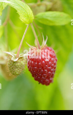 Close-up of red raspberry (Rubus idaeus) fruits in a garden in summer, Bavaria, Germany Stockfoto