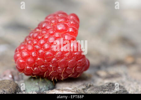 Close-up of red raspberry (Rubus idaeus) fruits in a garden in summer, Bavaria, Germany Stockfoto