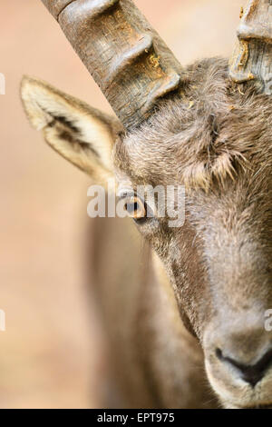 Nahaufnahme der Alpensteinbock (Capra Ibex) in Herbst, Bayern, Deutschland Stockfoto