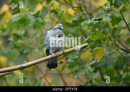 Wilde Taube (Columba Livia Domestica) Perched auf Ast im Herbst, Nationalpark Bayerischer Wald, Bayern, Deutschland Stockfoto