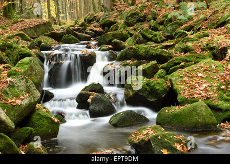 Landschaft von einem Fluss (Kleine Ohe) fließt durch den Wald im Herbst, Nationalpark Bayerischer Wald, Bayern, Deutschland Stockfoto