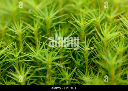 Nahaufnahme des gemeinsamen Haircap Moos (Polytrichum Commune) auf dem Waldboden im Herbst, Oberpfalz, Bayern, Deutschland Stockfoto