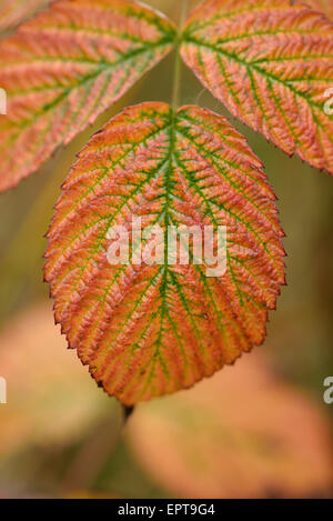 Nahaufnahme von roten Himbeere (Rubus Idaeus) Blätter im Herbst, Oberpfalz, Bayern, Deutschland Stockfoto