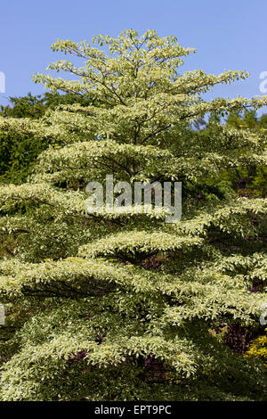 Abgestufte Wachstum von den langsam wachsenden Hochzeitstorte Zierbaum, Cornus Controversa 'Variegata' Stockfoto