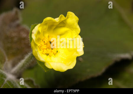 Nahaufnahme einer Blume die samtige großblättrige Woodlander Saruma hinsichtlich Stockfoto