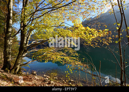 Europäische Buche (Fagus Sylvatica) neben Langbathsee im Herbst, Österreich Stockfoto