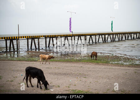 GRANADA, Nicaragua – Rinder und Pferde grasen am Strand neben der Calle La Calzada in Granada, Nicaragua. Stockfoto