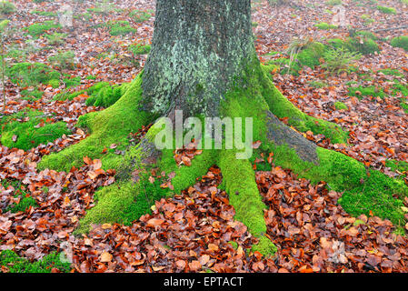 Buche-Baum-Stamm und Wurzeln mit Moos, Spessart, Bayern, Deutschland Stockfoto