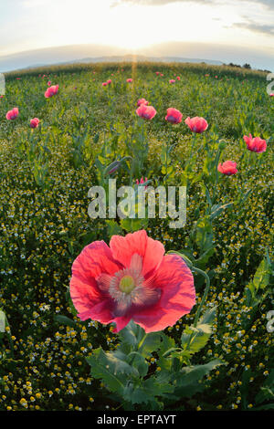 Schlafmohn (Papaver Somniferum) im Feld bei Sunrise, Germerode, Hoher Meissner, Werra-Meißner-Kreis, Hessen, Deutschland Stockfoto