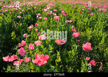 Nahaufnahme von Schlafmohn-Feld (Papaver Somniferum) Sommer, Germerode, Hoher Meissner, Werra-Meißner-Kreis, Hessen, Deutschland Stockfoto