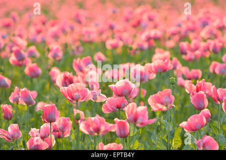 Nahaufnahme von Schlafmohn-Feld (Papaver Somniferum) Sommer, Germerode, Hoher Meissner, Werra-Meißner-Kreis, Hessen, Deutschland Stockfoto