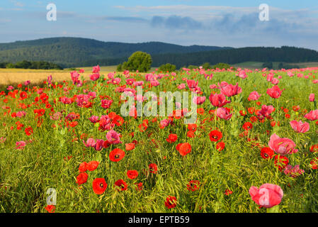 Schlafmohn (Papaver Somniferum) und Klatschmohn (Papaver Rhoeas), Hoher Meissner, Werra-Meißner-Kreis, Hessen, Deutschland Stockfoto