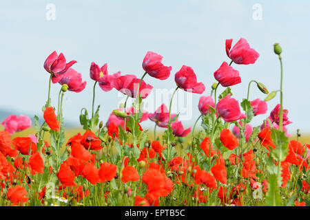 Schlafmohn (Papaver Somniferum) und Klatschmohn (Papaver Rhoeas), Hoher Meissner, Werra-Meißner-Kreis, Hessen, Deutschland Stockfoto