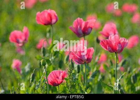 Nahaufnahme von Schlafmohn (Papaver Somniferum) im Feld, Germerode, Hoher Meissner, Werra-Meißner-Kreis, Hessen, Deutschland Stockfoto