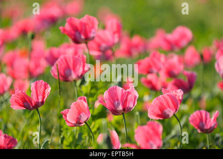 Nahaufnahme von Schlafmohn (Papaver Somniferum) im Feld, Germerode, Hoher Meissner, Werra-Meißner-Kreis, Hessen, Deutschland Stockfoto