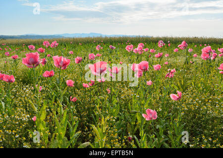 Schlafmohn (Papaver Somniferum) und Kamille (Matricaria Chamomilla) Hoher Meissner, Werra-Meißner-Kreis, Hessen, Deutschland Stockfoto