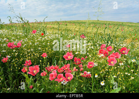 Schlafmohn (Papaver Somniferum) und Kamille (Matricaria Chamomilla) Hoher Meissner, Werra-Meißner-Kreis, Hessen, Deutschland Stockfoto