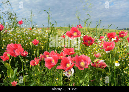 Schlafmohn (Papaver Somniferum) und Kamille (Matricaria Chamomilla) Hoher Meissner, Werra-Meißner-Kreis, Hessen, Deutschland Stockfoto