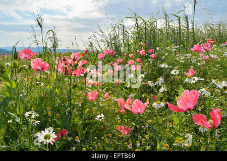 Schlafmohn (Papaver Somniferum) und Kamille (Matricaria Chamomilla) Hoher Meissner, Werra-Meißner-Kreis, Hessen, Deutschland Stockfoto