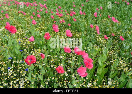 Schlafmohn (Papaver Somniferum) und Kamille (Matricaria Chamomilla) Hoher Meissner, Werra-Meißner-Kreis, Hessen, Deutschland Stockfoto