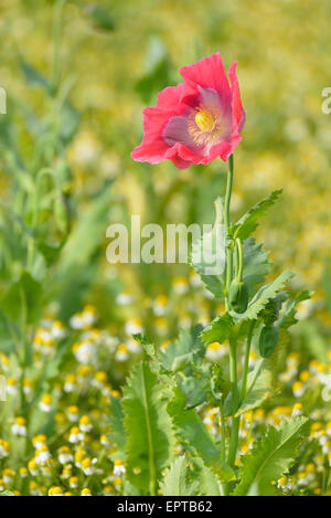 Schlafmohn (Papaver Somniferum) und Kamille (Matricaria Chamomilla), Hoher Meissner, Werra-Meißner-Kreis, Hessen, Deutschland Stockfoto