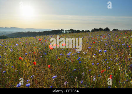 Klatschmohn (Papaver Rhoeas) und Kornblumen (Centaurea Cyanus), Hoher Meissner, Werra-Meißner-Kreis, Hessen, Deutschland Stockfoto