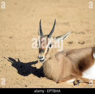 Junge Gazelle ruhen Stockfoto