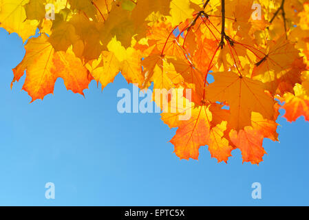 Nahaufnahme von Ahorn, Blätter im Herbst, vor blauem Himmel, Bayern, Deutschland Stockfoto