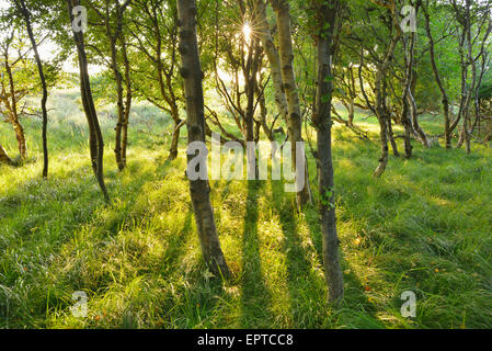 Birkenwald in den Dünen mit Sonne, Sommer, Norderney, East Frisia Insel, Nordsee, Niedersachsen, Deutschland Stockfoto