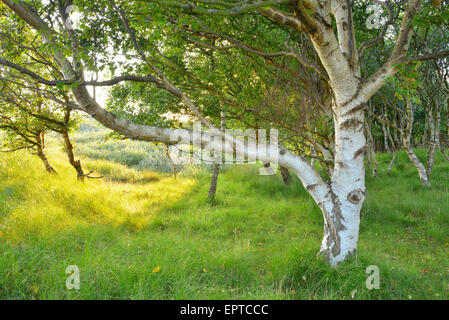 Senken Sie Birkenwald in den Dünen, Sommer, Norderney, East Frisia Insel, Nordsee, Niedersachsen, Deutschland Stockfoto