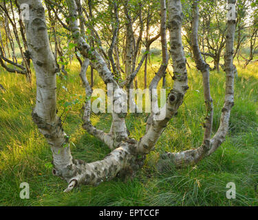 Senken Sie Birkenwald in den Dünen, Sommer, Norderney, East Frisia Insel, Nordsee, Niedersachsen, Deutschland Stockfoto