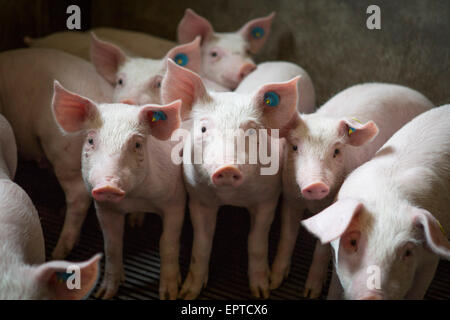 Ferkel im Innenbereich auf einer Schweinefarm in den Niederlanden, Landwirtschaft Europa Stockfoto