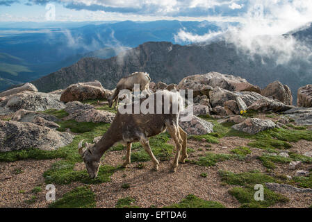 Bighorn Schafe (Ovis Canadensis) Schafe grasen auf alpine zone Colorado USA Stockfoto