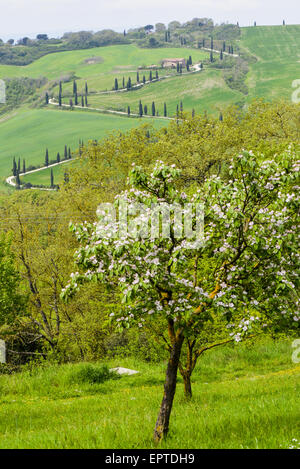 Chiarentana, Toskana, Italien Stockfoto